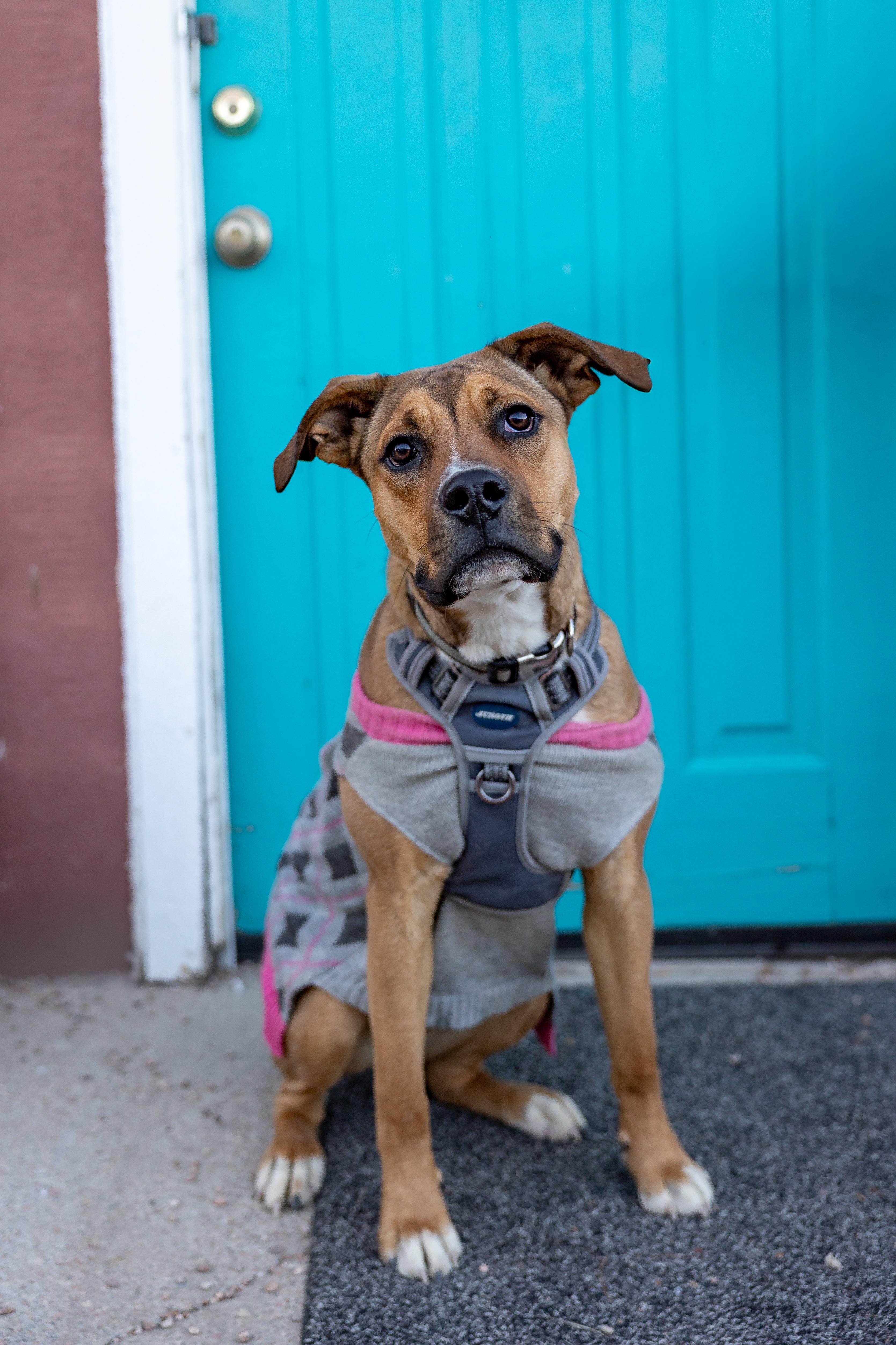 Moose, a Adoptable mixed breed in Brighton, CO image 2/3