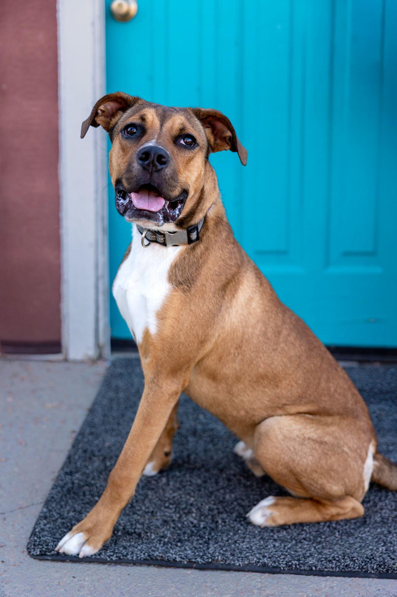 Moose, Adoptable, Young Male Boxer.