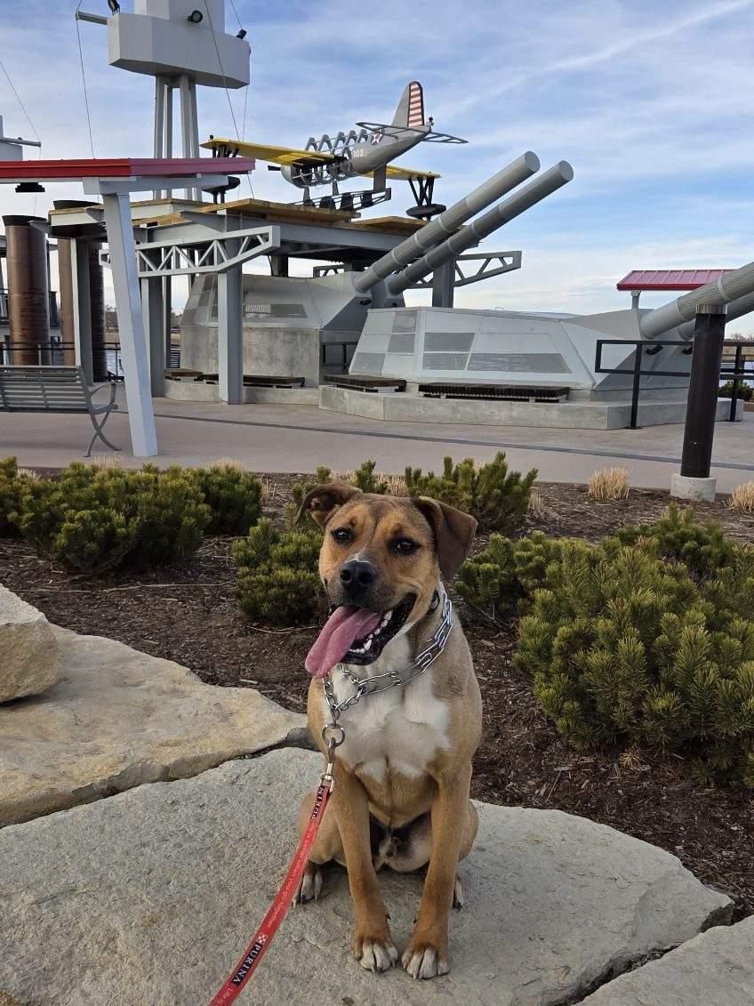 Enlarge Moose, an adopted mixed breed in Brighton, CO image 3/5