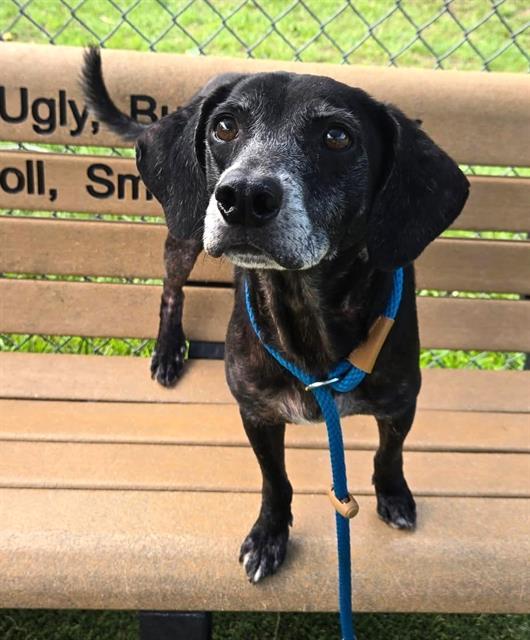 TOBY, Adoptable, Adult Male Mixed Breed.
