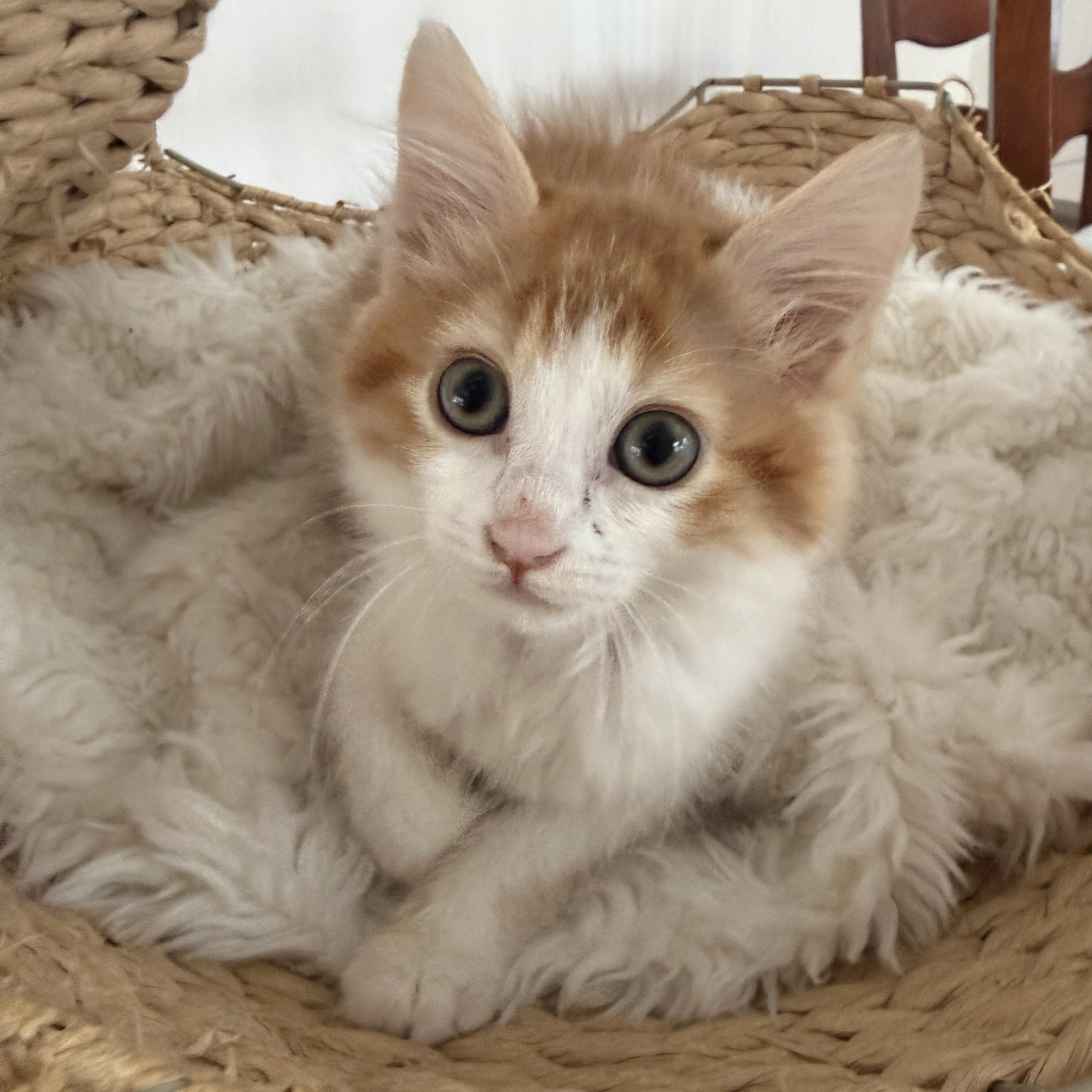 Knox, an adopted Domestic Long Hair in Santa Monica, CA image 2/2