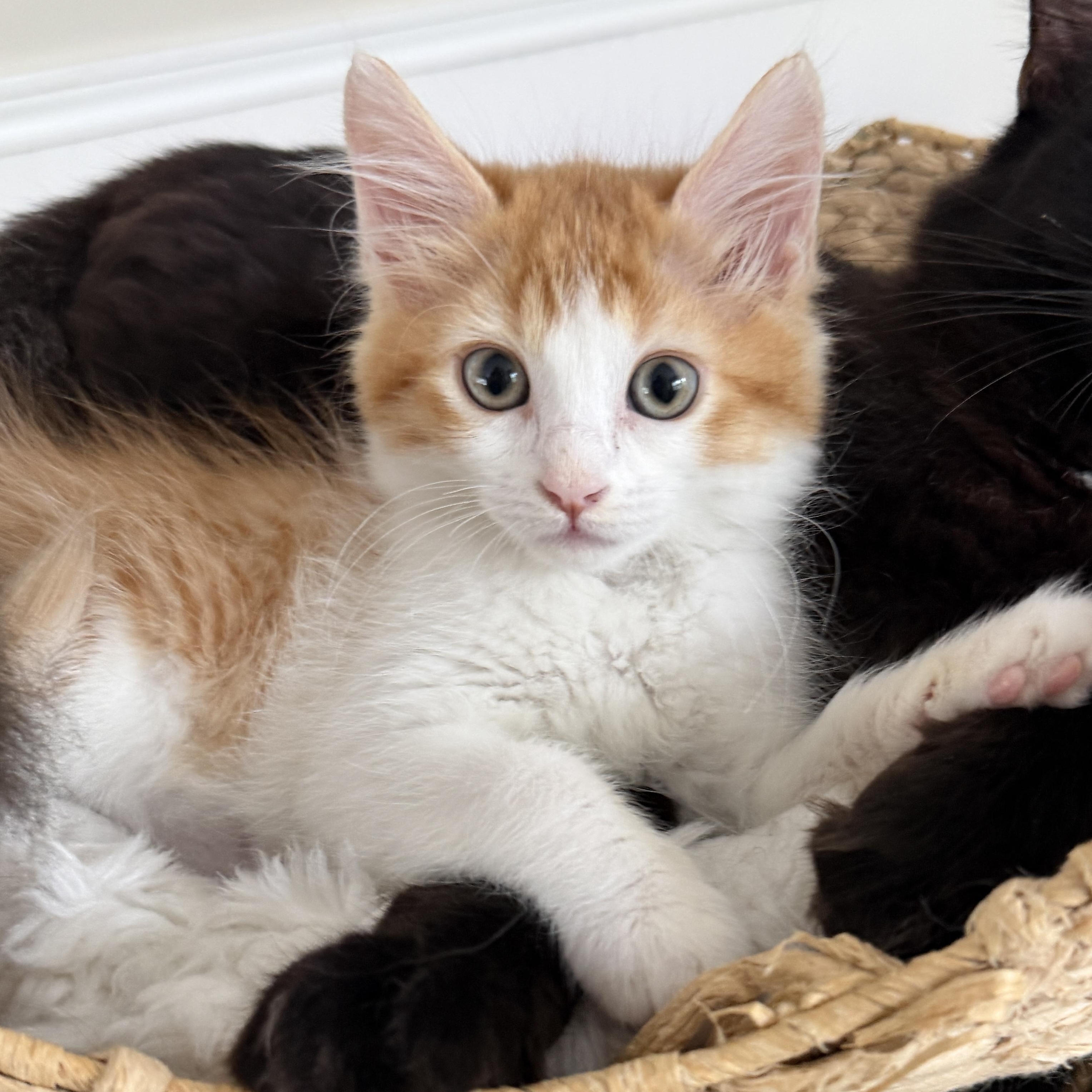 Knox, adopted, Kitten Male Domestic Long Hair.