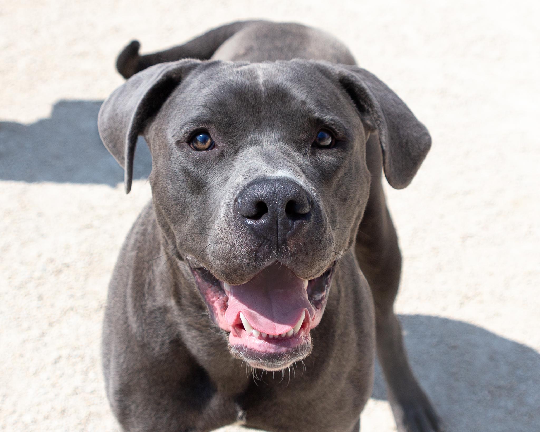 Kirby, an adoptable Cane Corso in Winnipeg, MB, R3E 3N8 | Photo Image 1