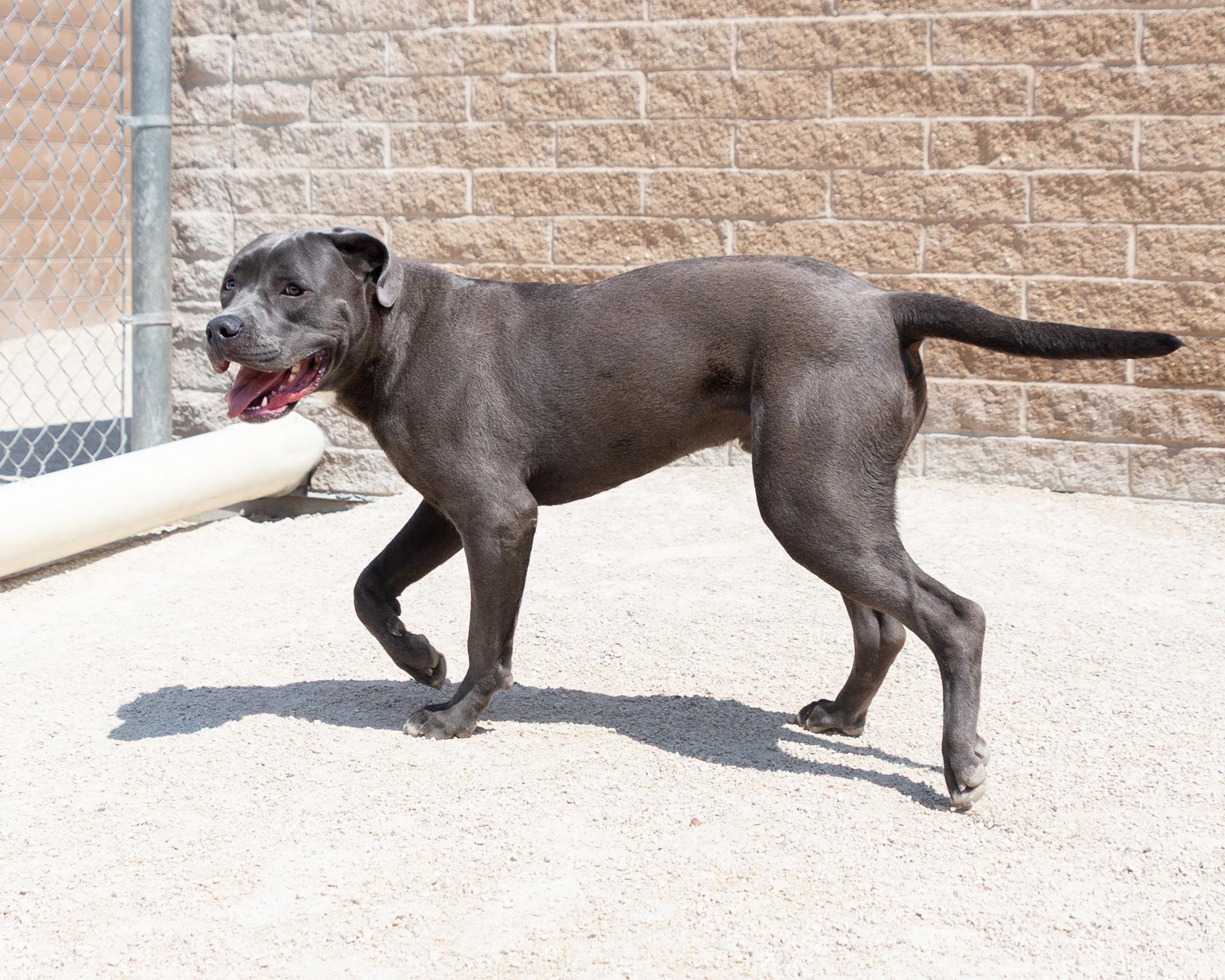 Kirby, an adoptable Cane Corso in Winnipeg, MB, R3E 3N8 | Photo Image 2