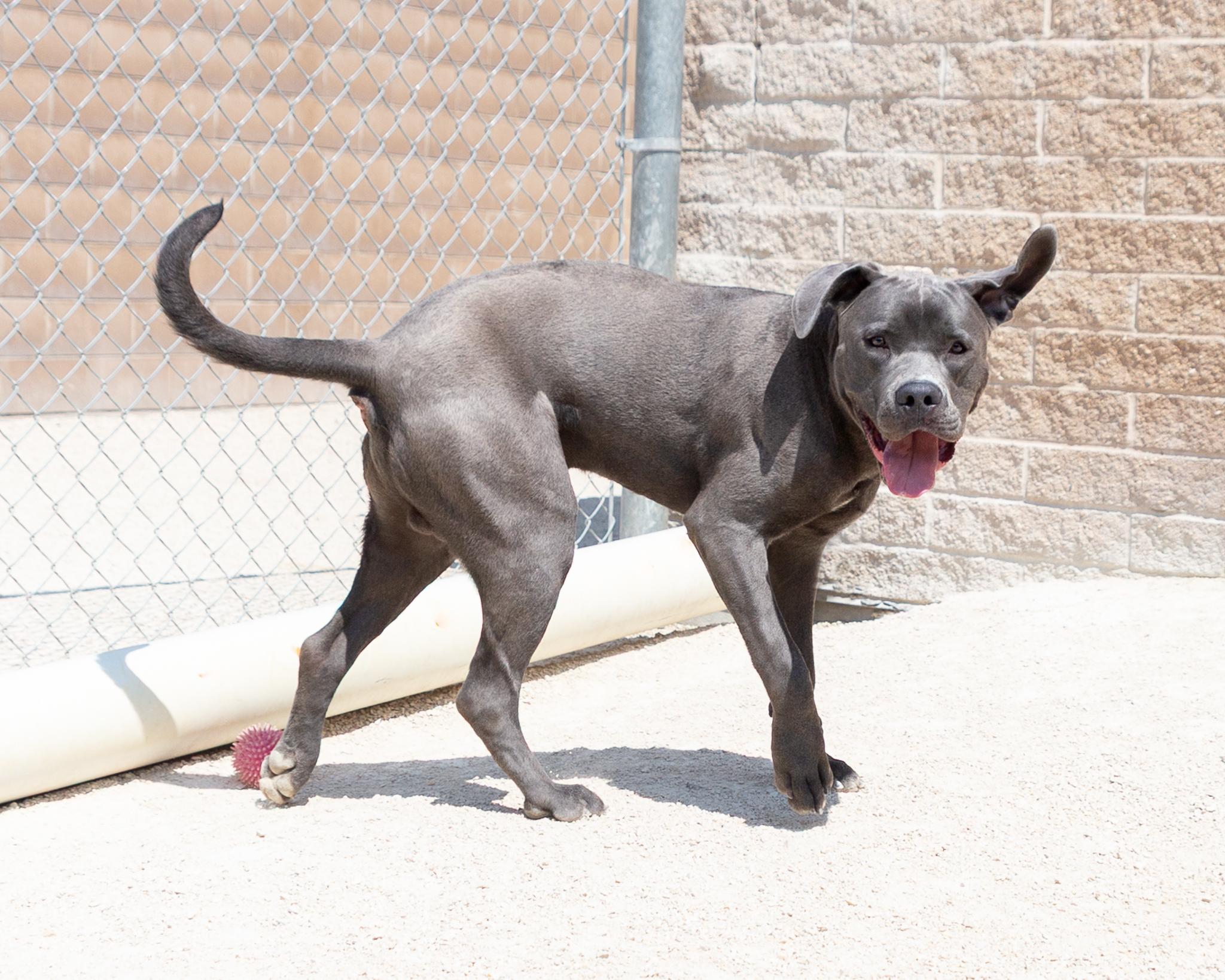 Kirby, an adoptable Cane Corso in Winnipeg, MB, R3E 3N8 | Photo Image 3