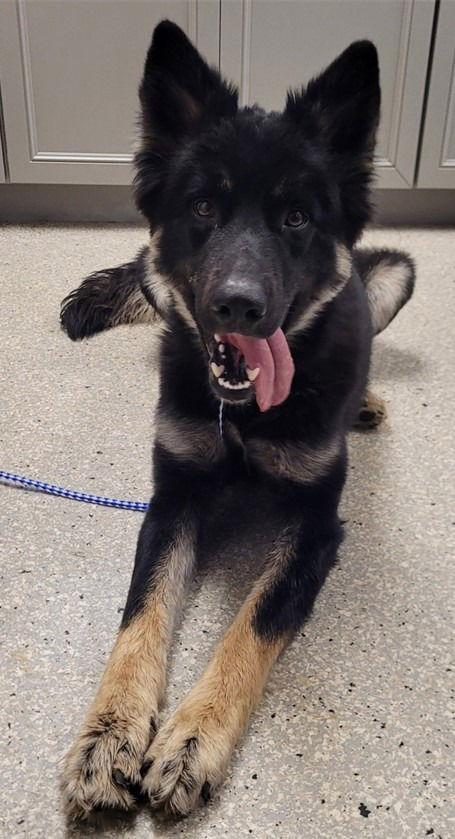 Jenny, Adoptable, Adult Female German Shepherd Dog.
