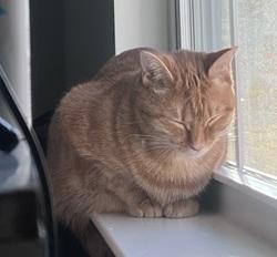 Jasmine, ADOPTABLE, Young Female Tabby.