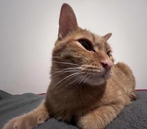 Jasmine, a ADOPTABLE Tabby in Raleigh, NC image 5/5