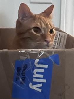 Jasmine, a ADOPTABLE Tabby in Raleigh, NC image 2/5