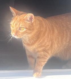 Jasmine, a ADOPTABLE Tabby in Raleigh, NC image 4/5
