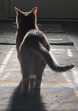 Jasmine, a ADOPTABLE Tabby in Raleigh, NC image 3/5