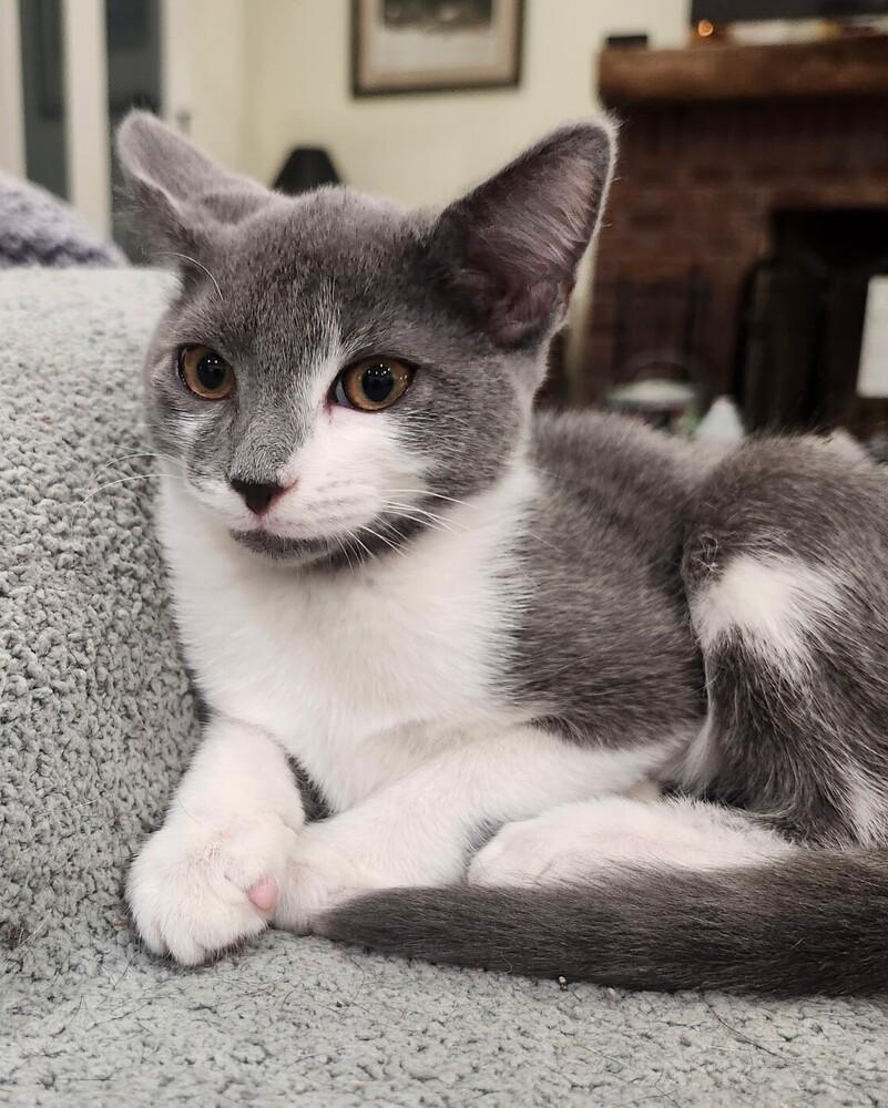 7846 Gordon, Adoptable, Kitten Male Domestic Short Hair & Tabby.