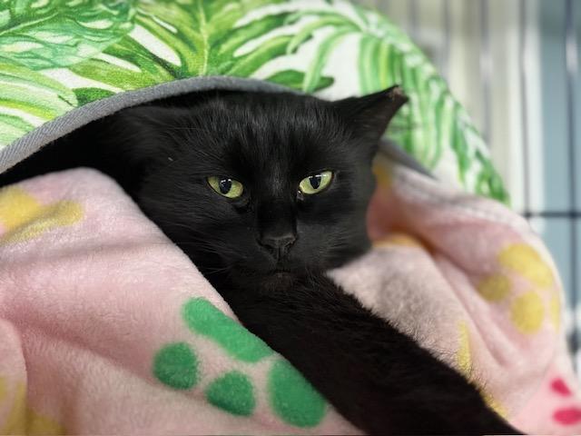 Chloe, ADOPTABLE, Adult Female Domestic Medium Hair.