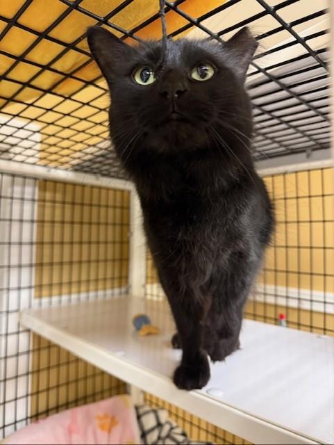 Enlarge Chloe, a ADOPTABLE Domestic Medium Hair in Grosse Ile, MI image 2/2