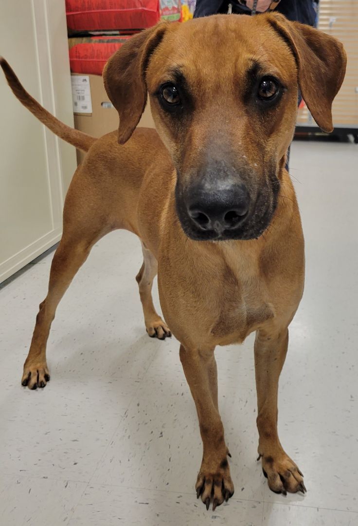 Enlarge Benson, a Adoptable mixed breed in Houston, TX image 1/2