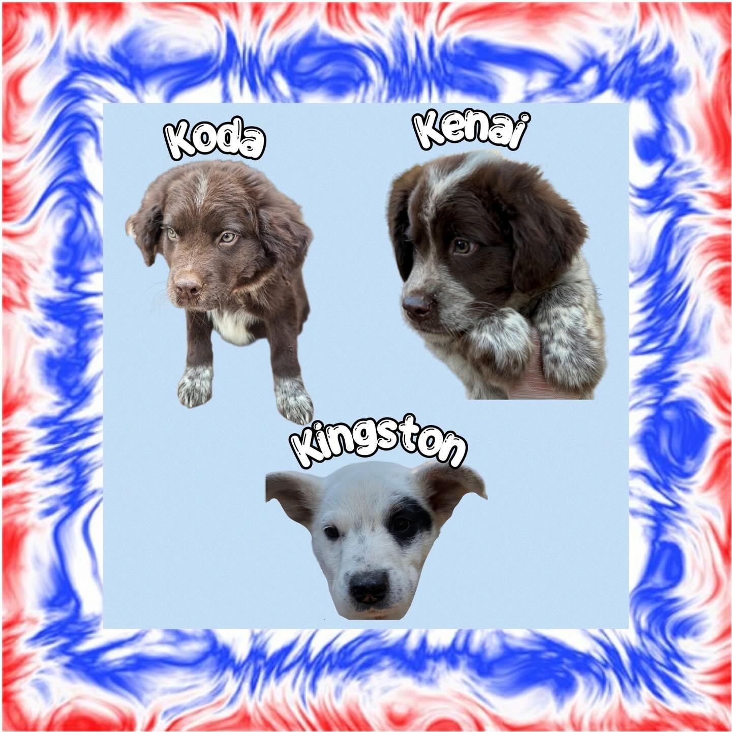 Kingston, a Adoptable Australian Cattle Dog / Blue Heeler in Raleigh, NC image 2/2