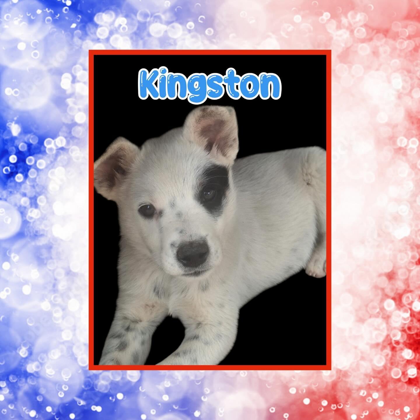 Kingston, a Adoptable Australian Cattle Dog / Blue Heeler in Raleigh, NC image 1/2
