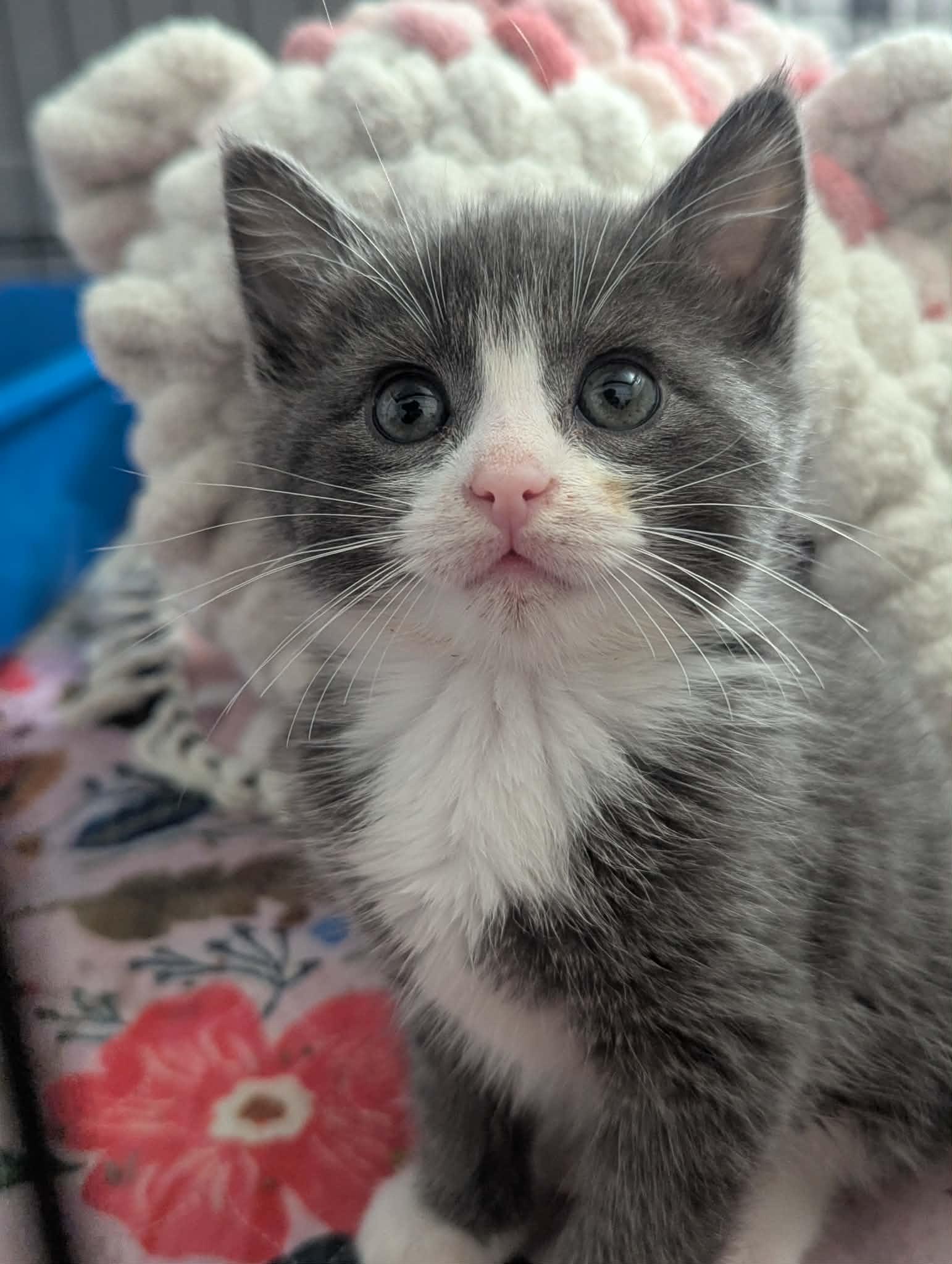 Honky Tonk Gerry, ADOPTABLE, Kitten Male Domestic Short Hair.