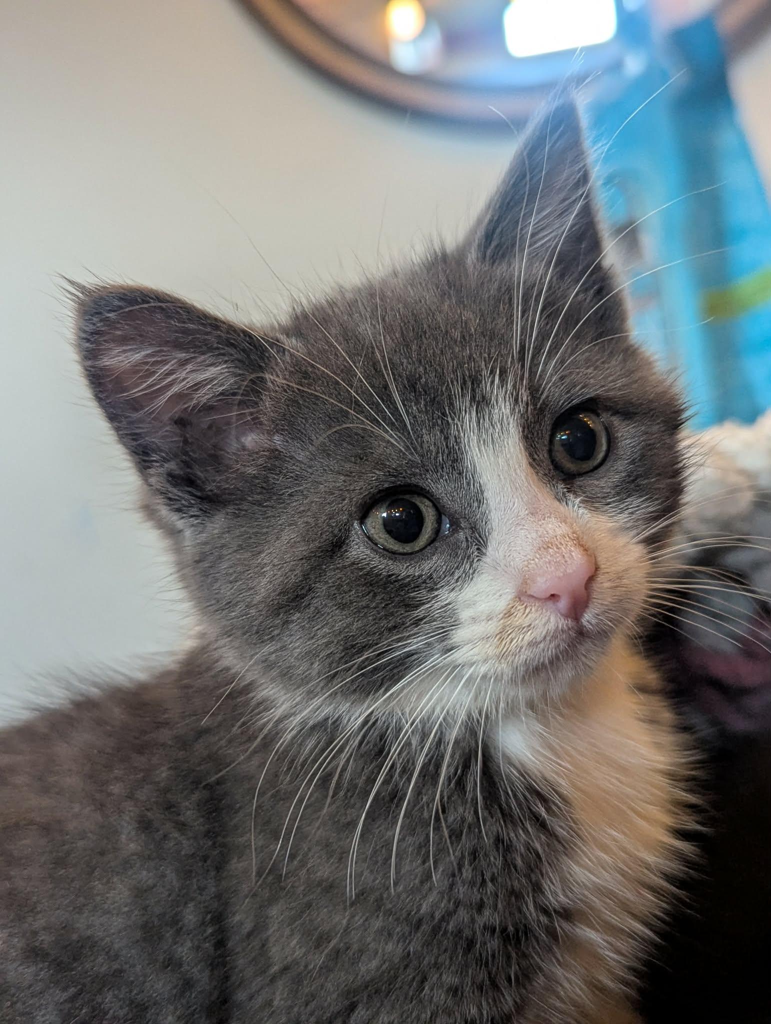 Honky Tonk Gerry, a ADOPTABLE Domestic Short Hair in Calgary, AB image 5/5