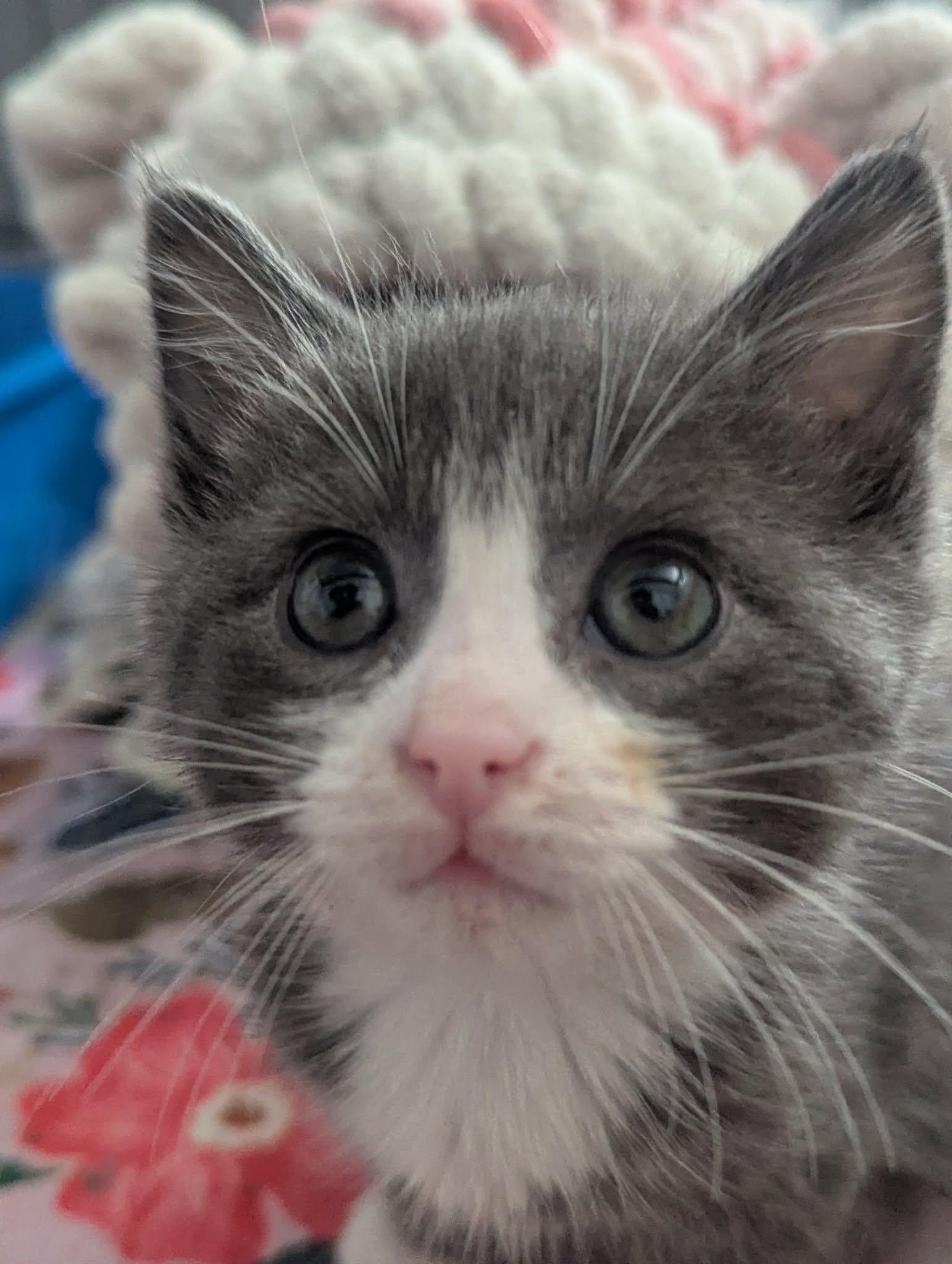 Honky Tonk Gerry, a ADOPTABLE Domestic Short Hair in Calgary, AB image 2/5
