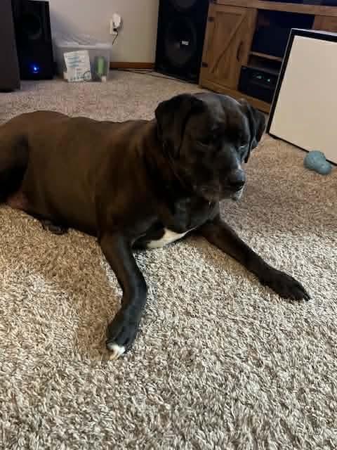 Aruba NKA Tizzy, Adoptable, Adult Female Labrador Retriever & Border Collie.