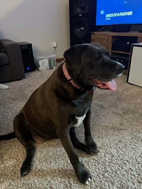 Enlarge Aruba NKA Tizzy, a Adoptable mixed breed in Elgin, IL image 2/2