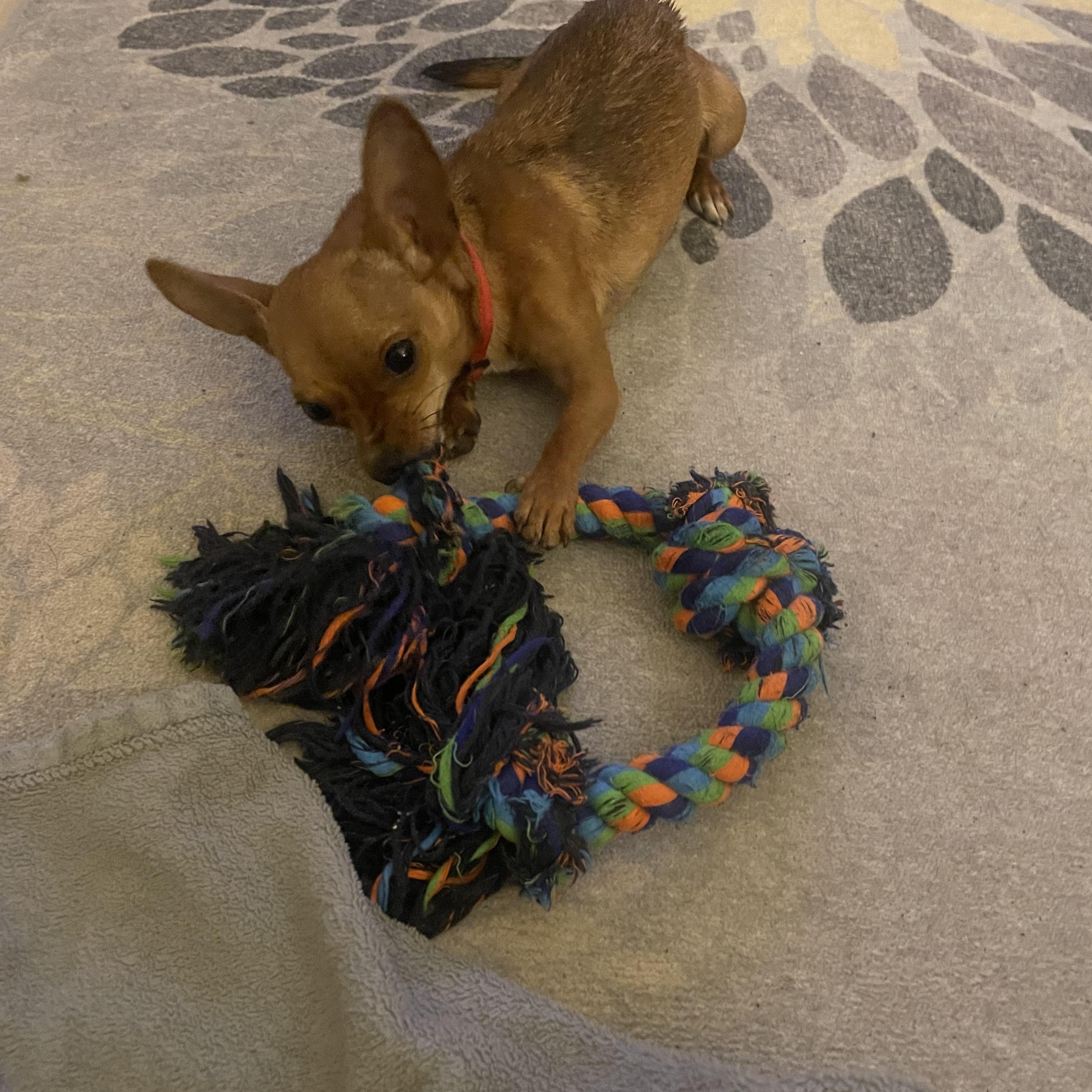 Honey, a Adopted Chihuahua in Temple, TX image 3/6