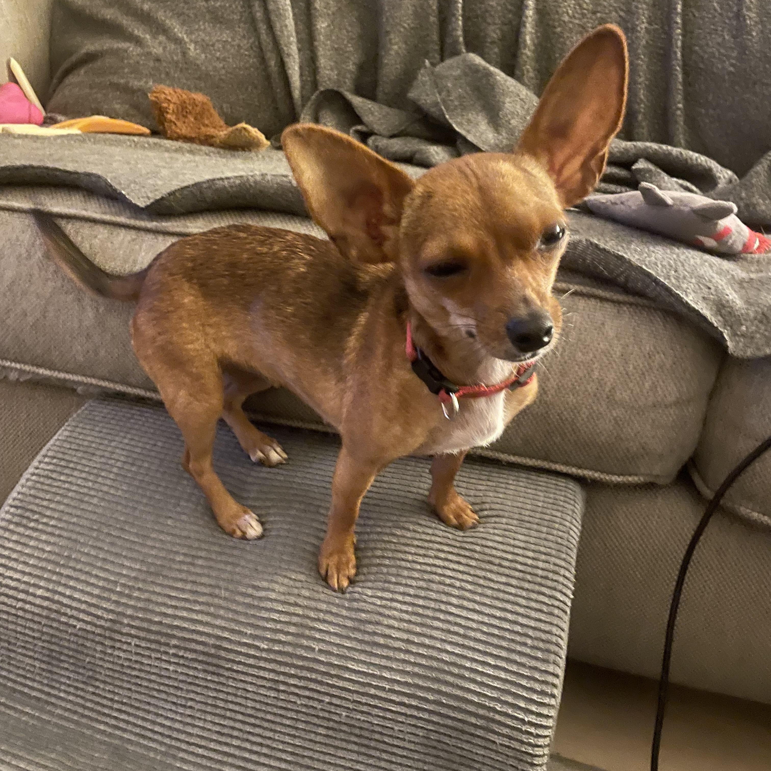 Honey, a Adopted Chihuahua in Temple, TX image 2/6