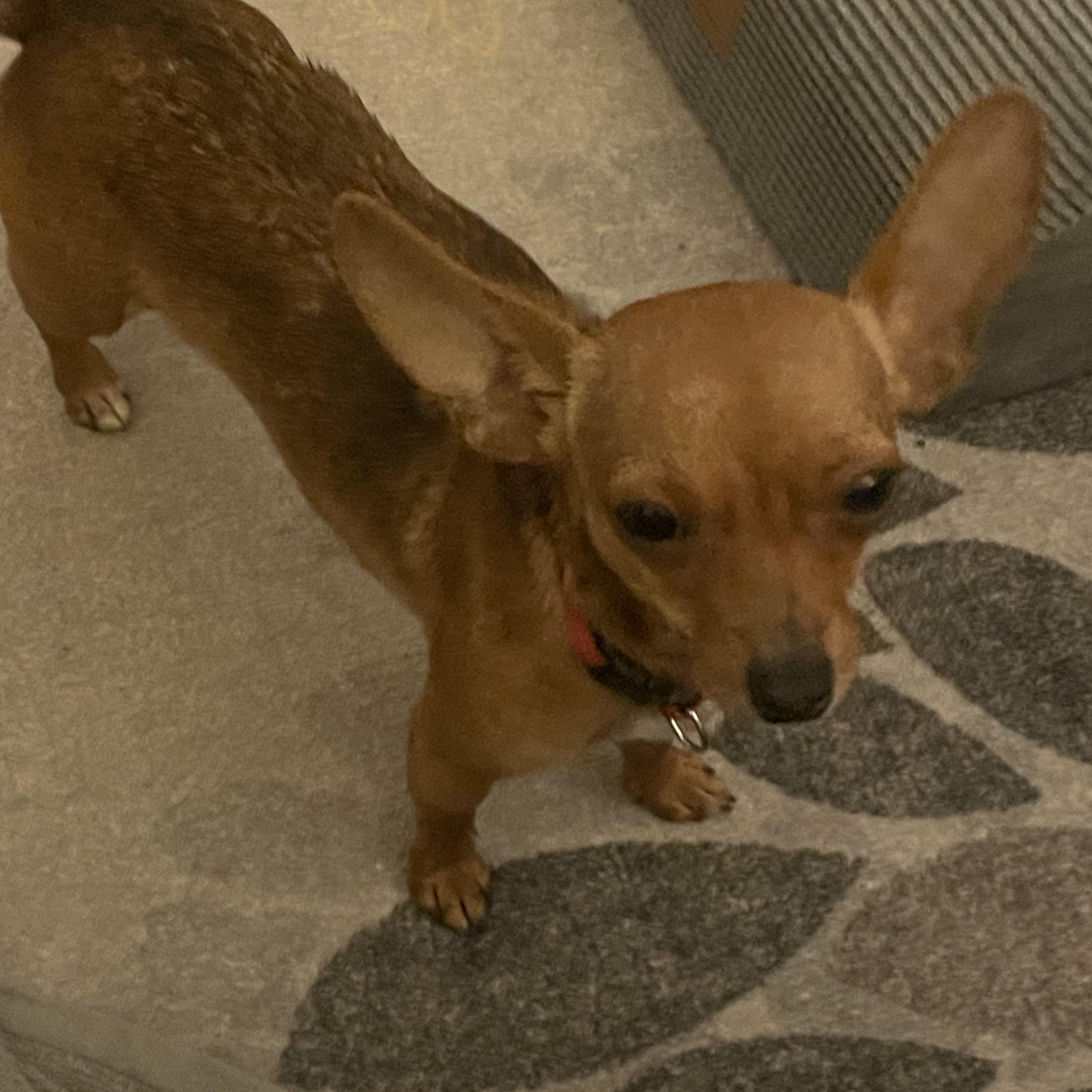 Honey, a Adopted Chihuahua in Temple, TX image 6/6