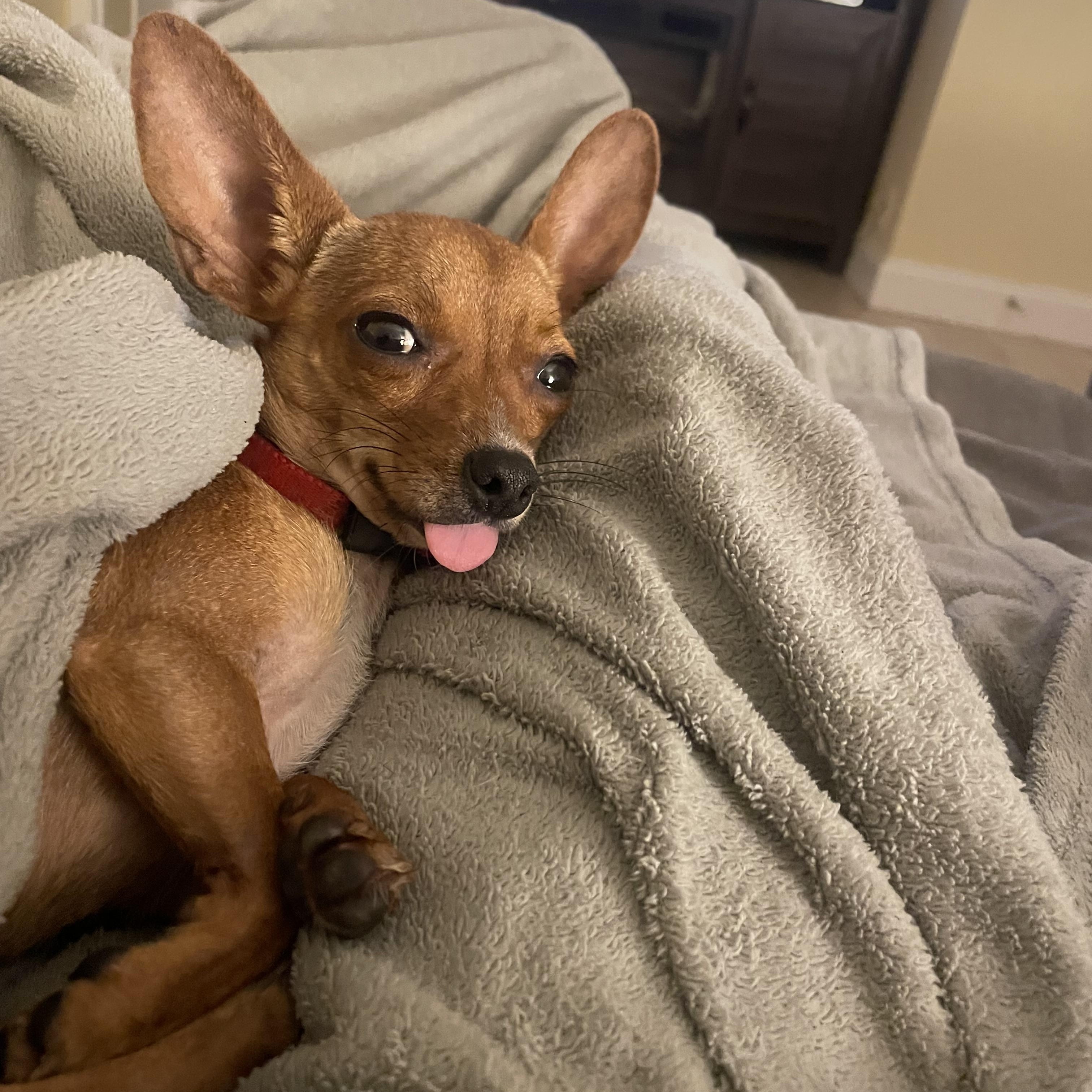 Honey, a Adopted Chihuahua in Temple, TX image 4/6