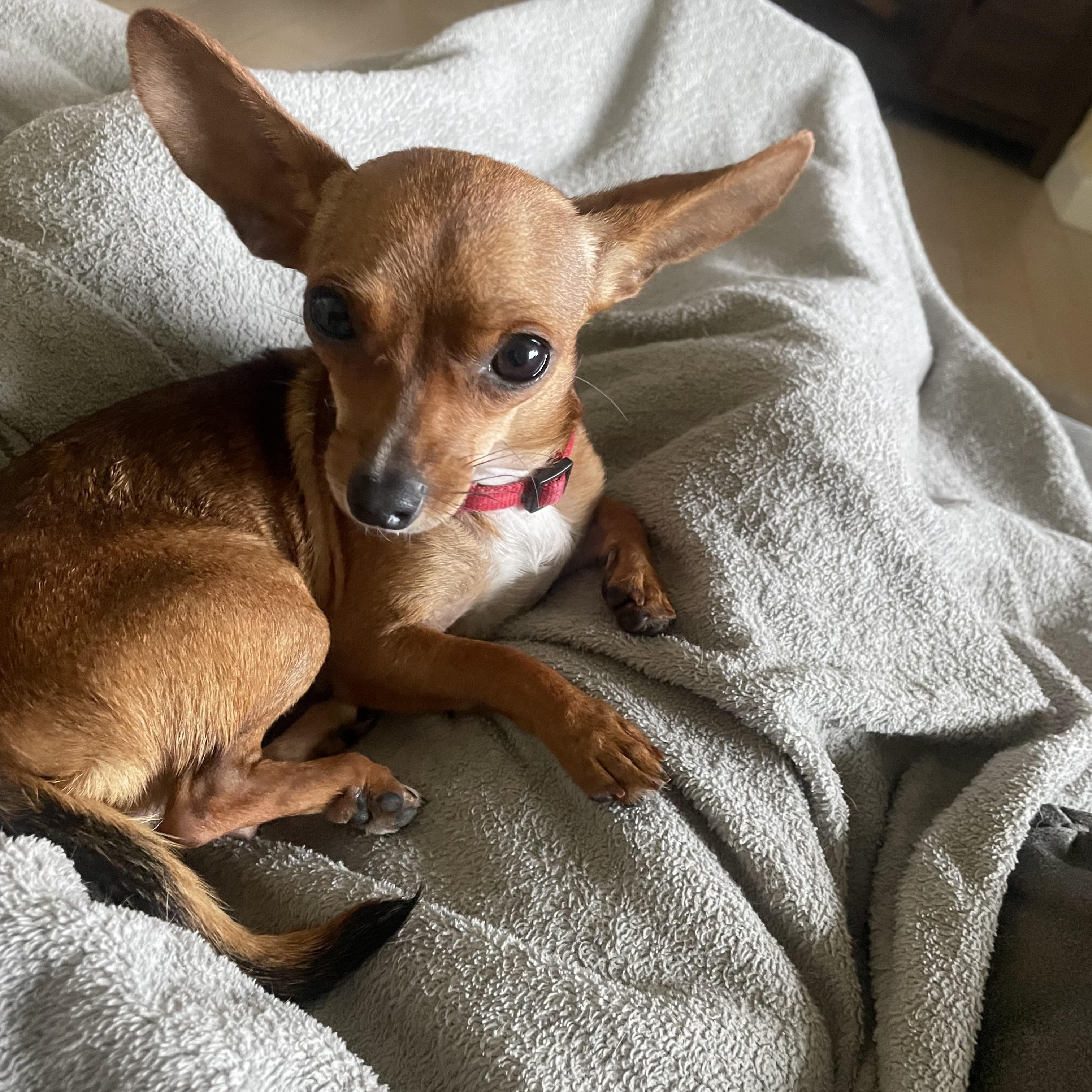 Honey, a Adopted Chihuahua in Temple, TX image 1/6