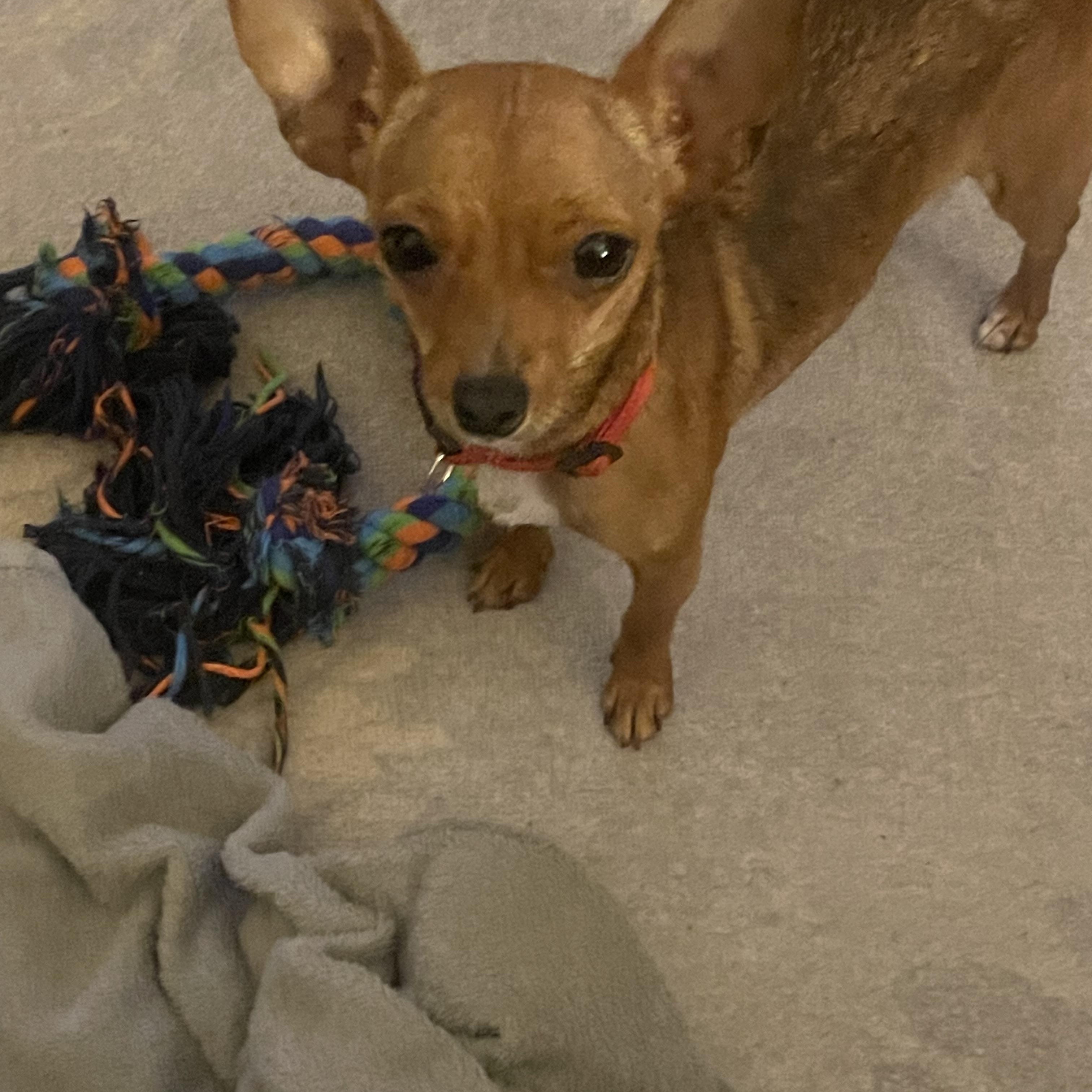 Honey, a Adopted Chihuahua in Temple, TX image 5/6