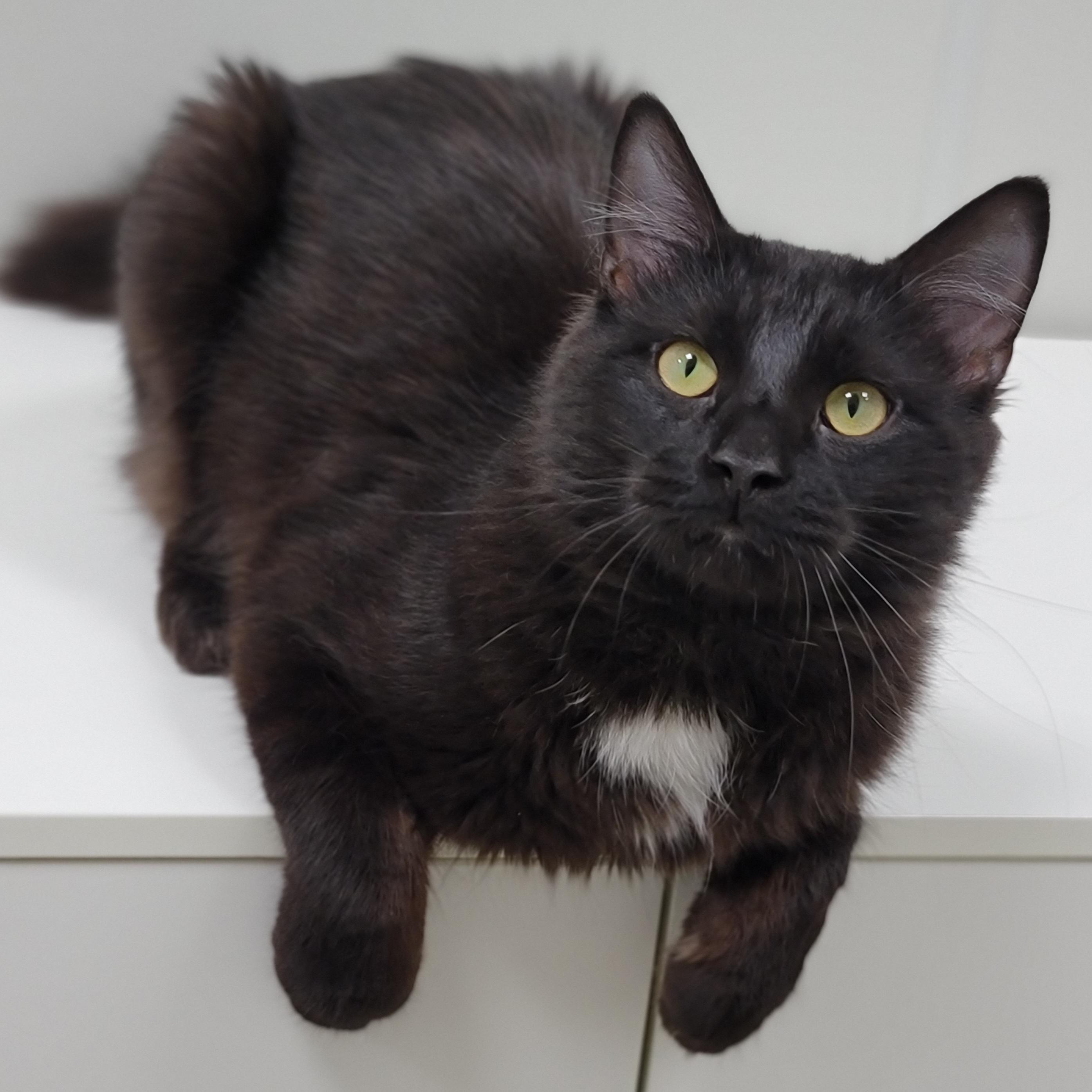 Chuckster, Adult Male Domestic Medium Hair