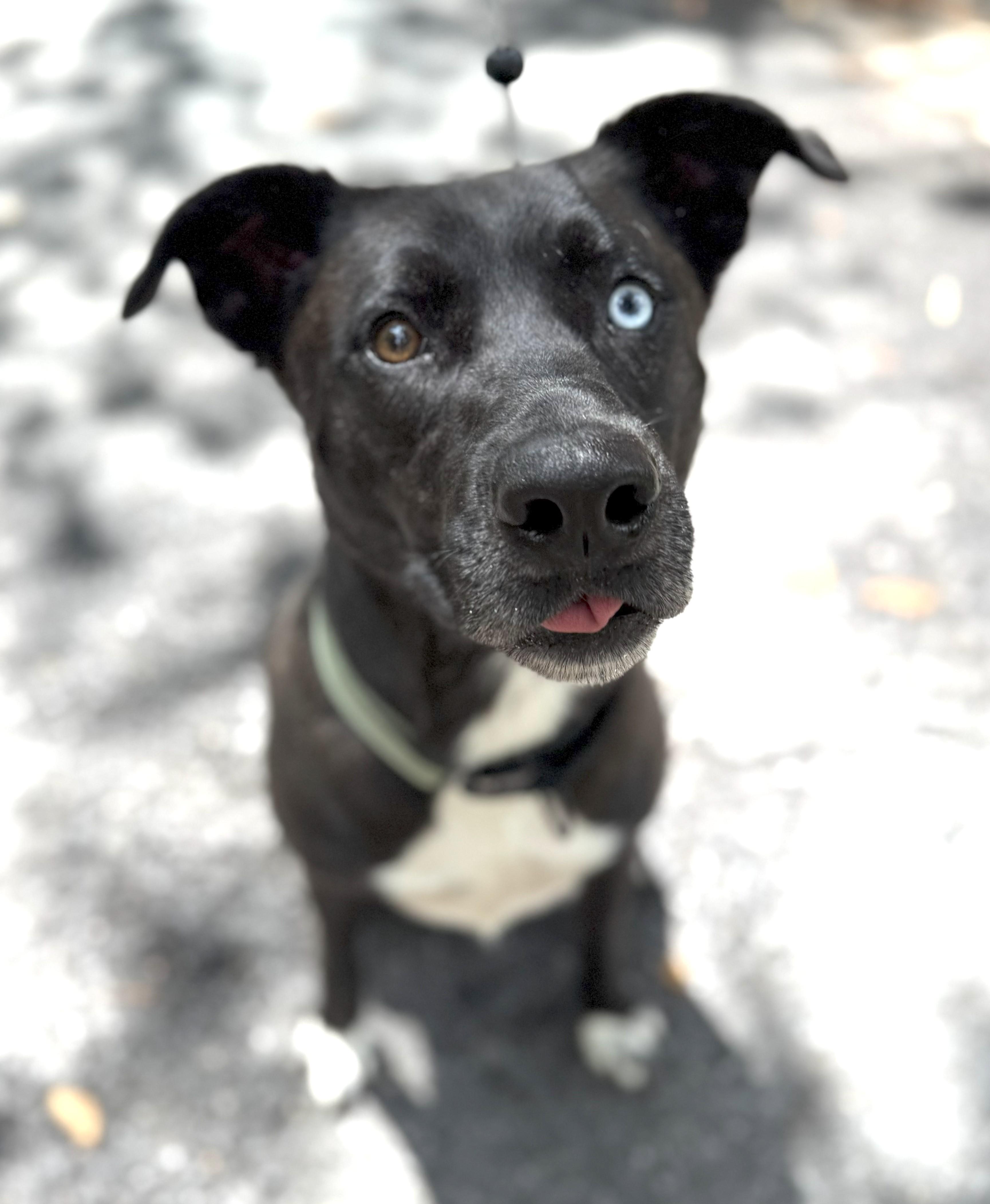 Dan-Available! www.lhar.dog to apply!