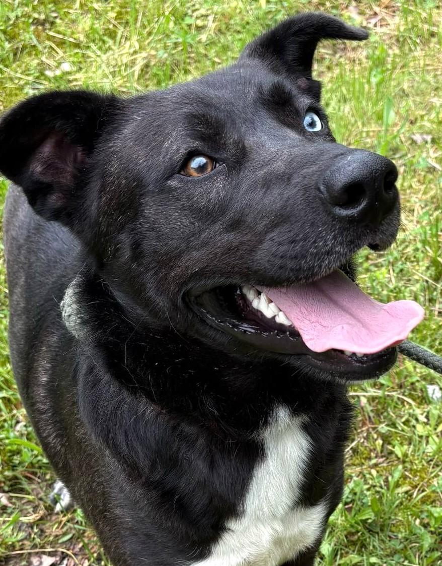 Dan-Available! www.lhar.dog to apply!