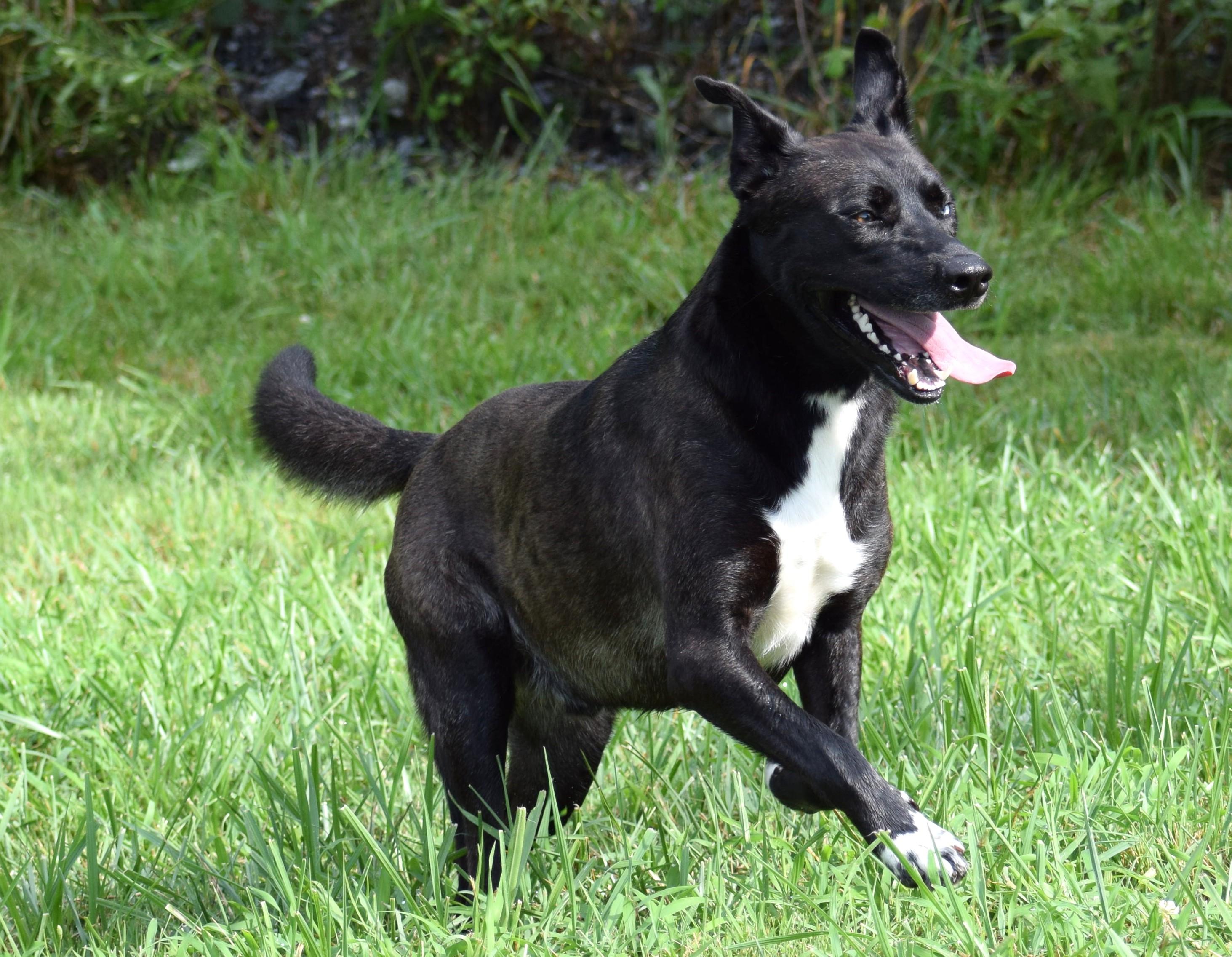 Dan-Available! www.lhar.dog to apply!