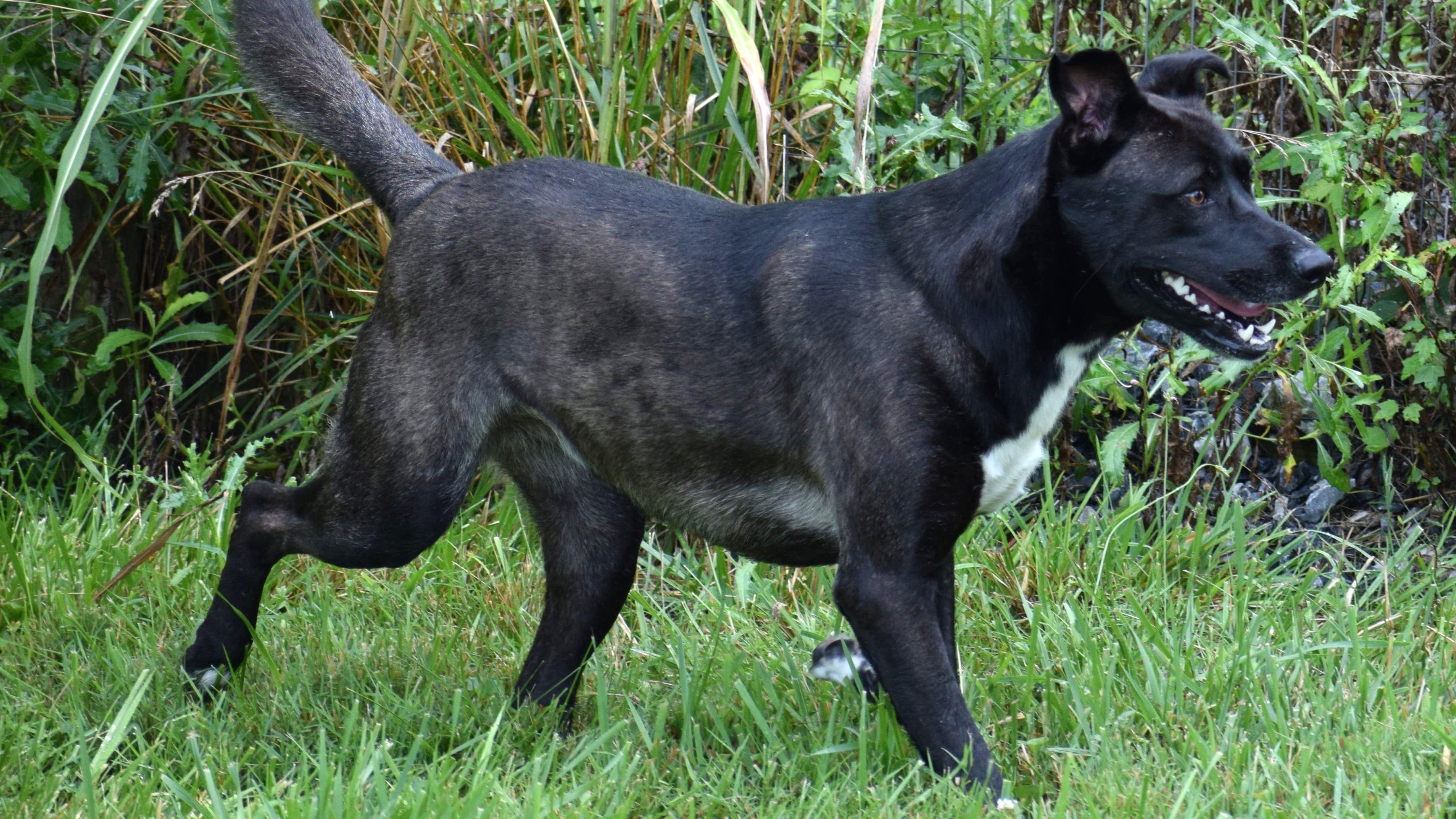 Dan-Available! www.lhar.dog to apply!