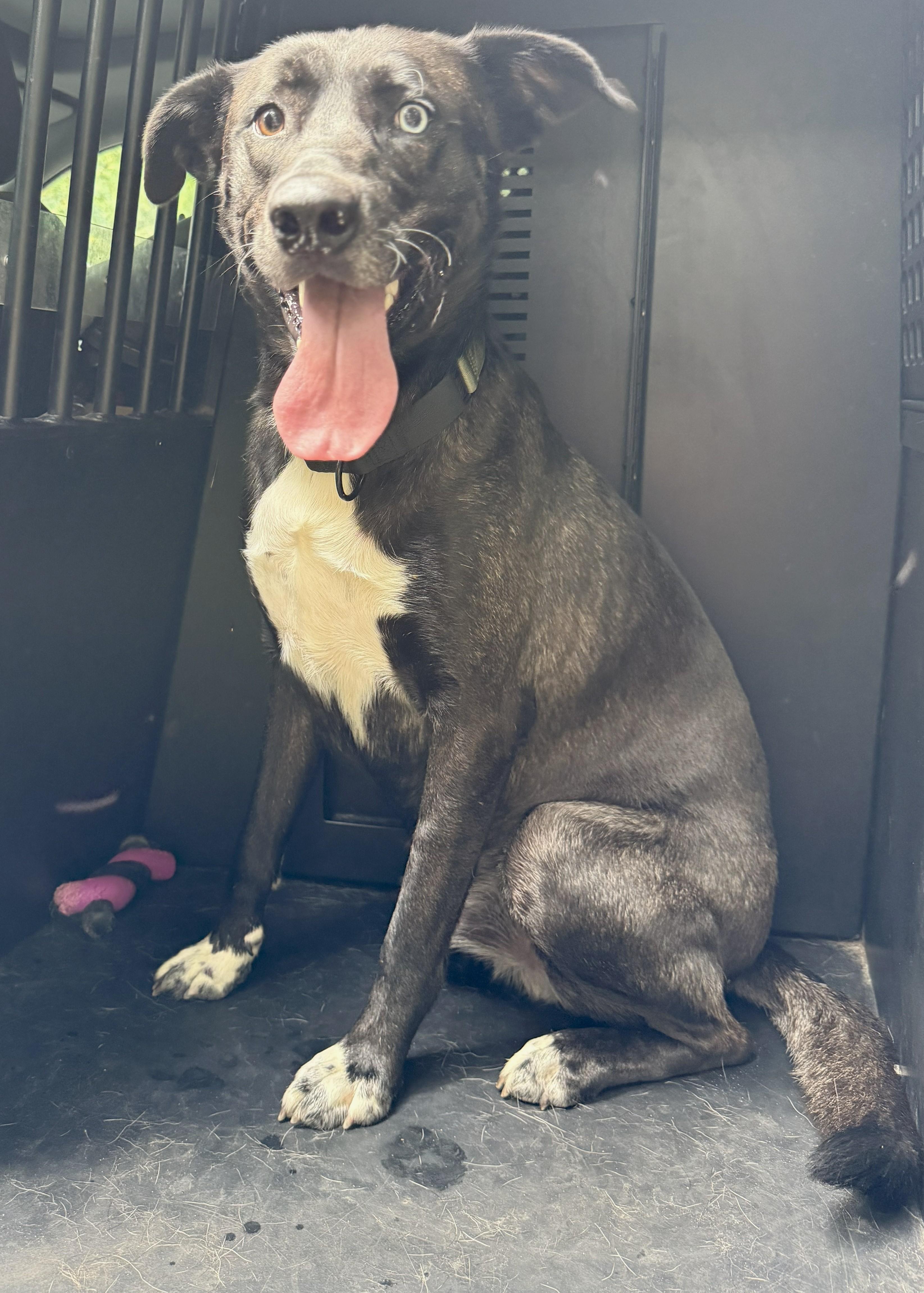 Dan-Available! www.lhar.dog to apply!