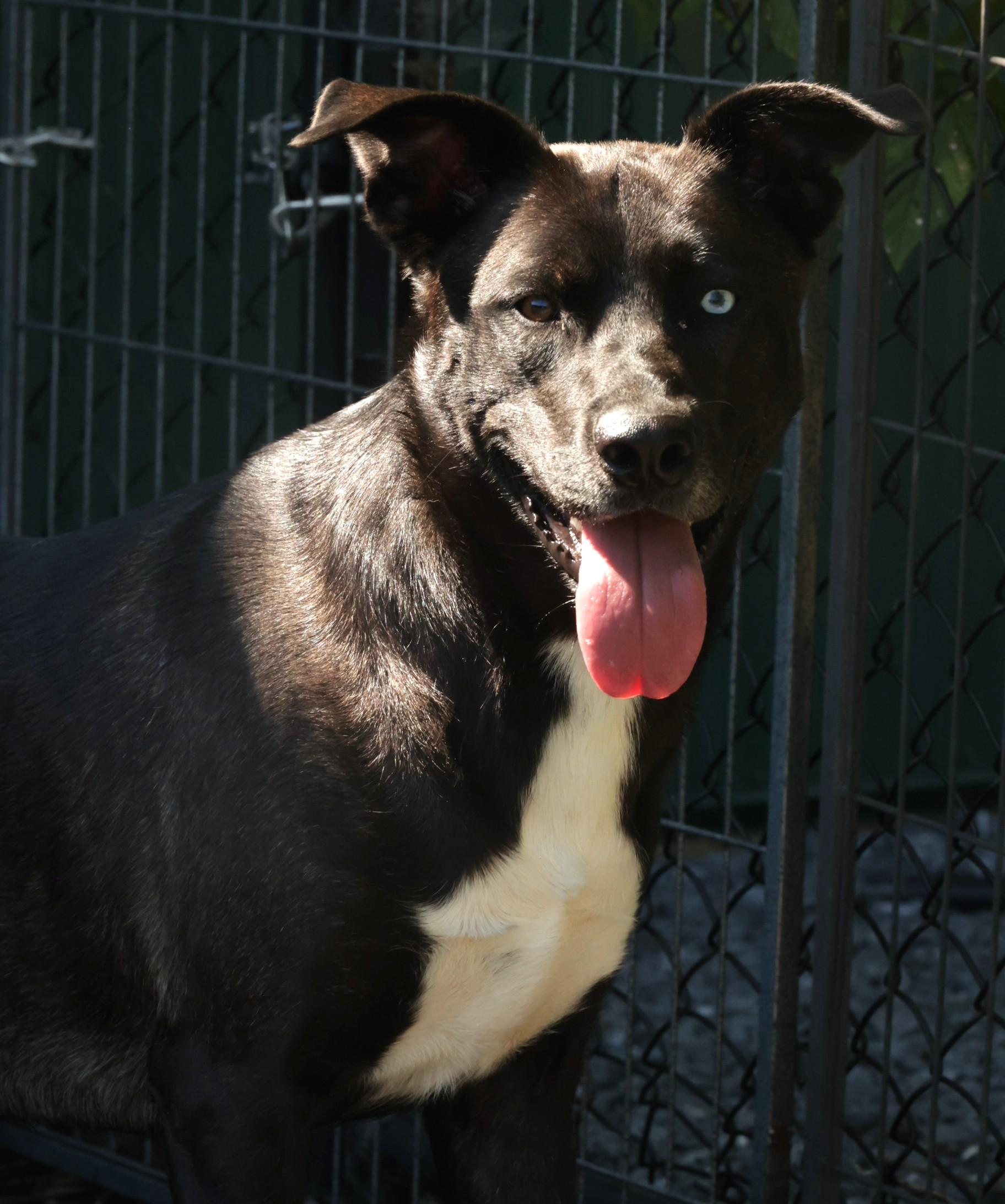 Dan-Available! www.lhar.dog to apply!