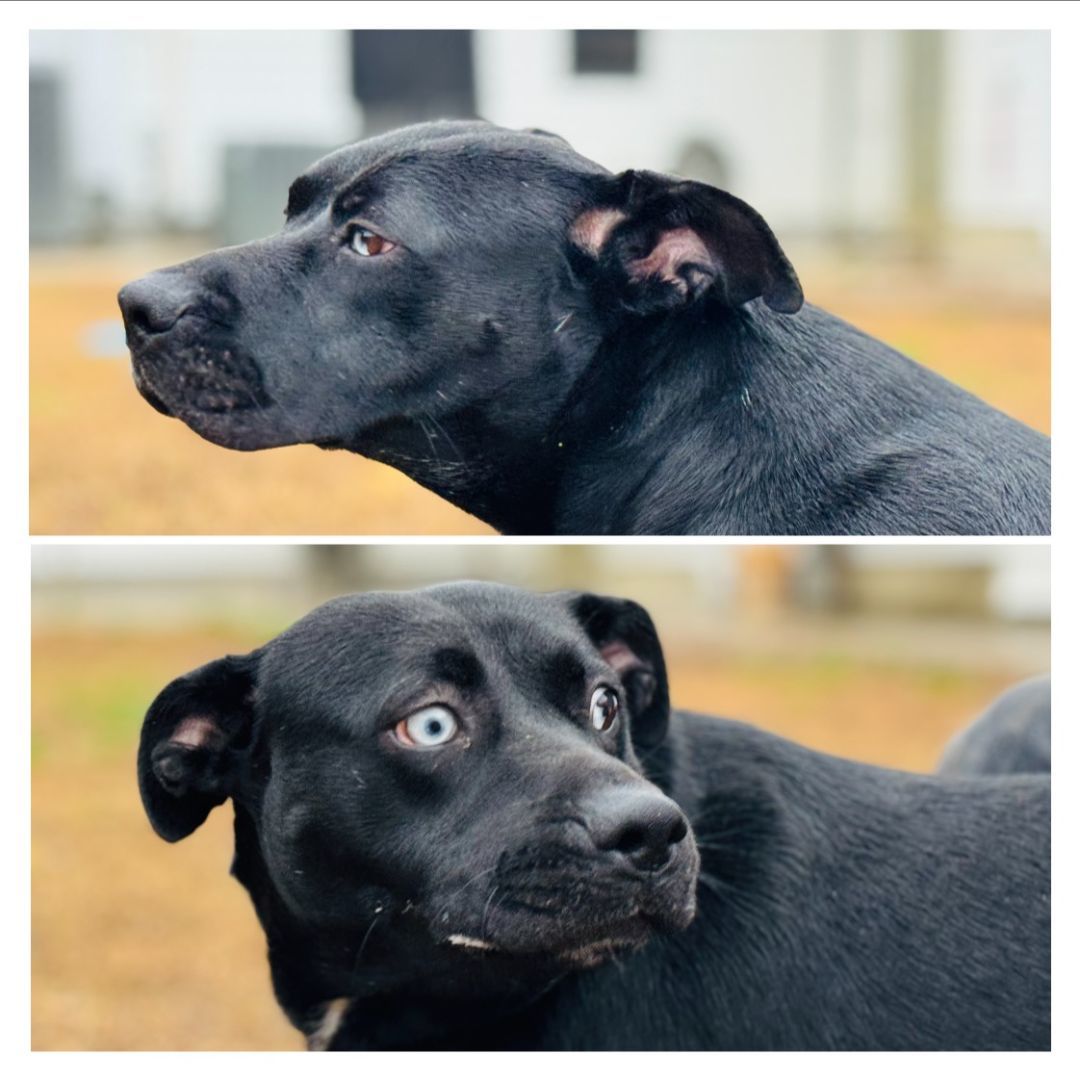 Enlarge Missy, a Adoptable mixed breed in Emporia, VA image 1/3