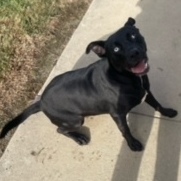 Enlarge Missy, a Adoptable mixed breed in Emporia, VA image 2/3