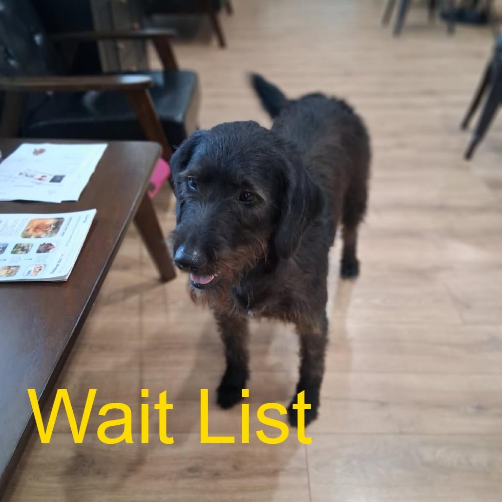 Bongo, Adoptable, Adult Female Flat-Coated Retriever.