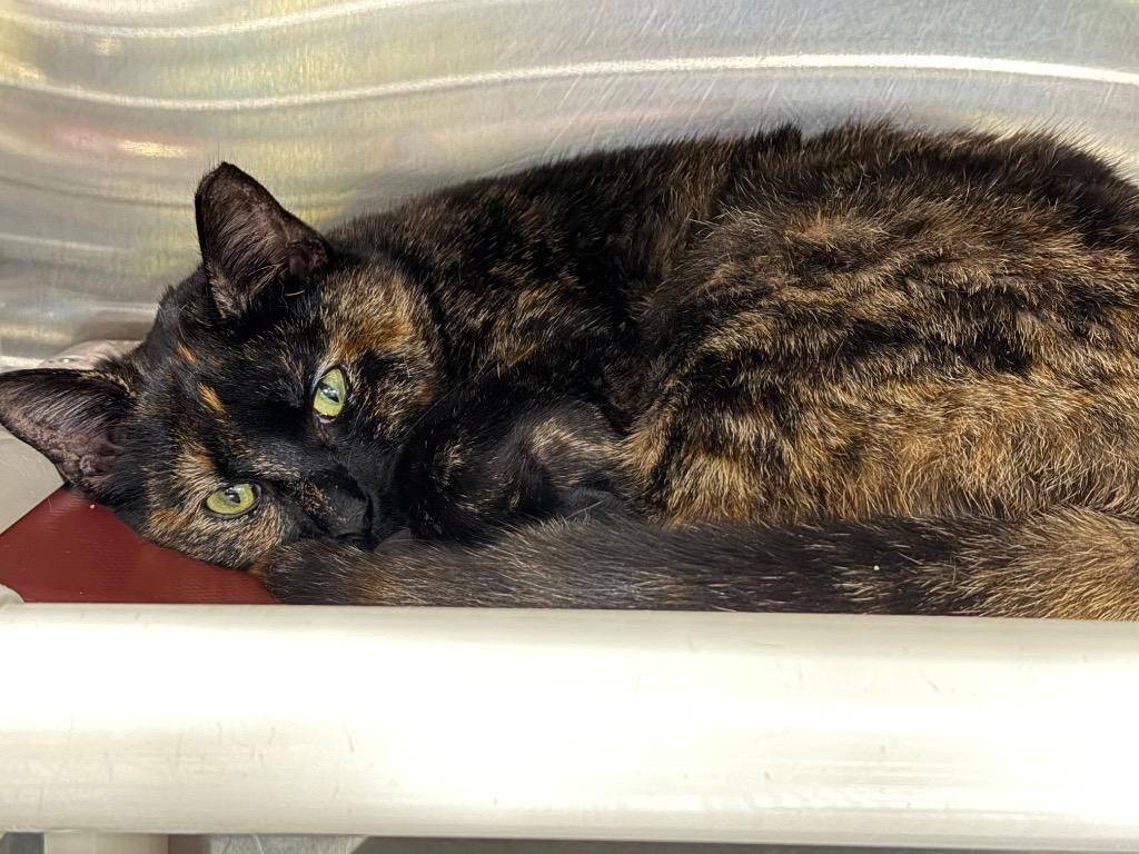 Hazel, Adoptable, Young Female Domestic Short Hair.