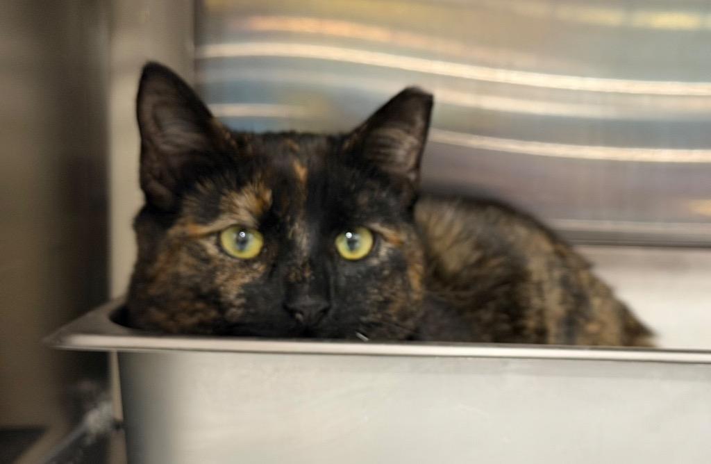 Enlarge Hazel, a Adoptable mixed breed in Fort Oglethorpe, GA image 2/3