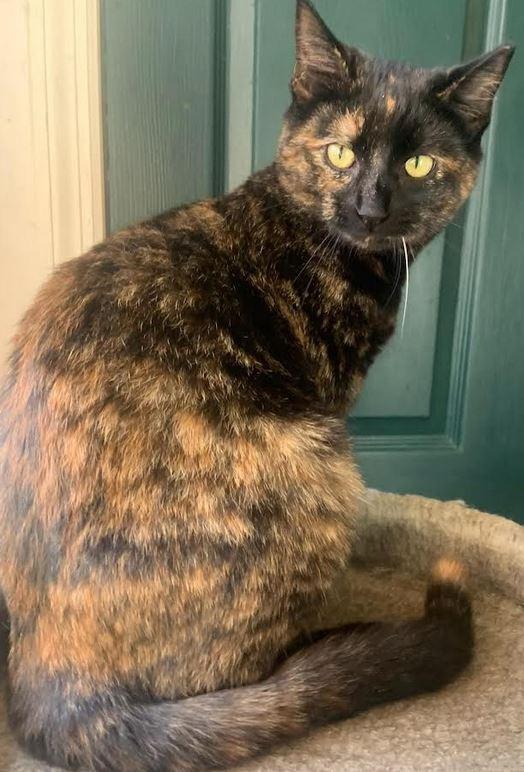 Enlarge Hazel, a Adoptable mixed breed in Fort Oglethorpe, GA image 3/3