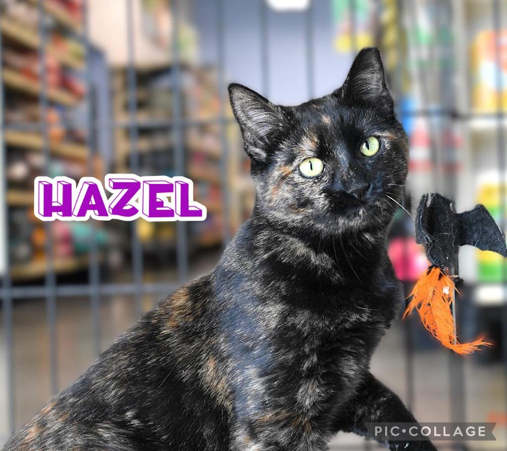 Enlarge Hazel, a Adoptable mixed breed in Fort Oglethorpe, GA image 5/6