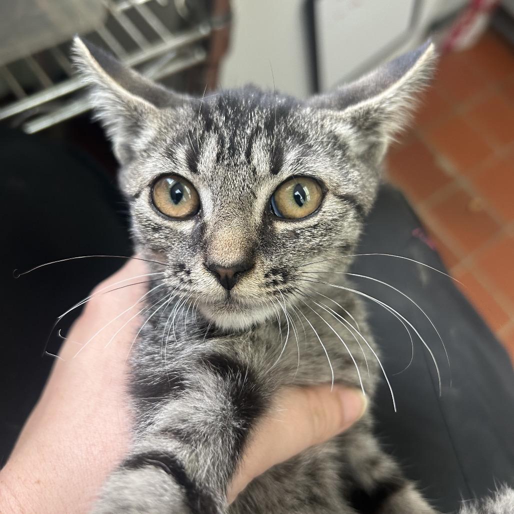 Enlarge Angela, a Adoptable Domestic Short Hair in West Point, MS image 1/1