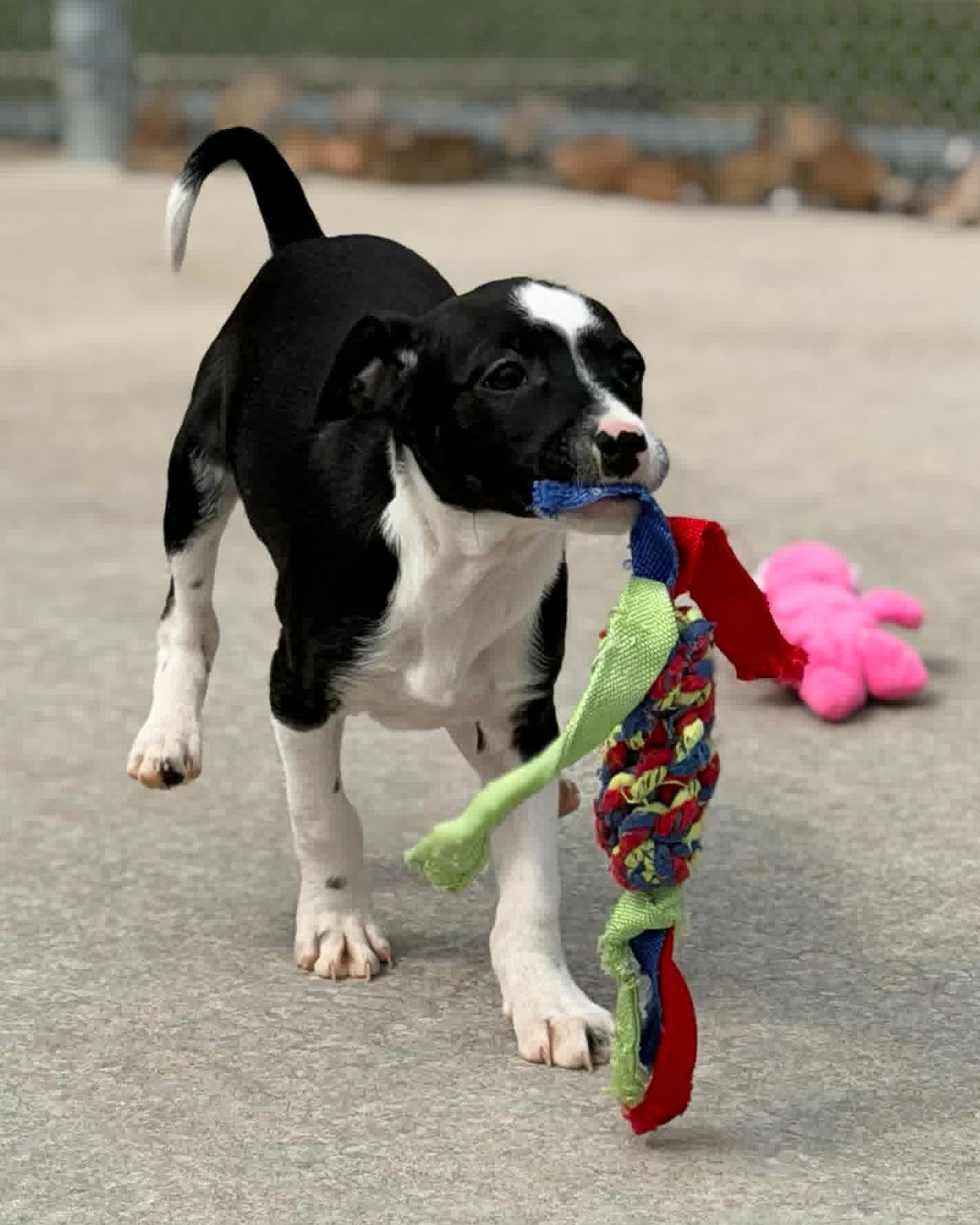 Bullet, adopted, Puppy Male Terrier.