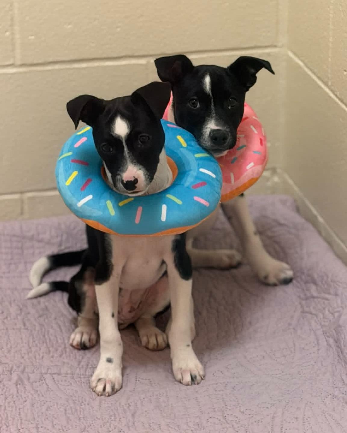 Enlarge Bullet and Roscoe, a ADOPTABLE mixed breed in Fremont, MI image 1/1