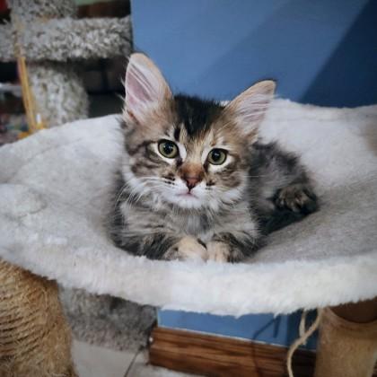 Enlarge Muffin, a Adoptable mixed breed in Edmond, OK image 2/2